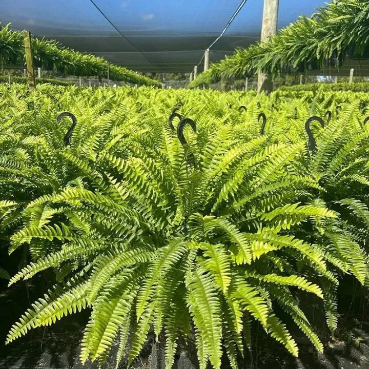 🍂 💛Light Up Your Fall Porch - Glowing Boston Ferns with Lights – 🌿 Zero Watering, Zero Maintenance